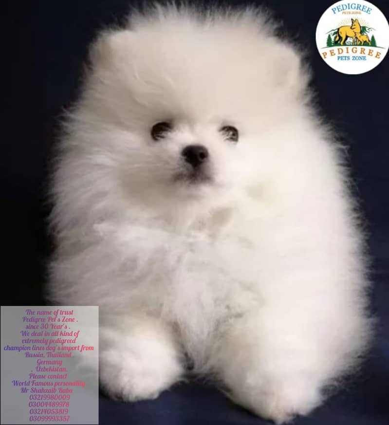 Miniature Pomeranian dogs | Gift for pets lover | Pedigree Puppies for 1