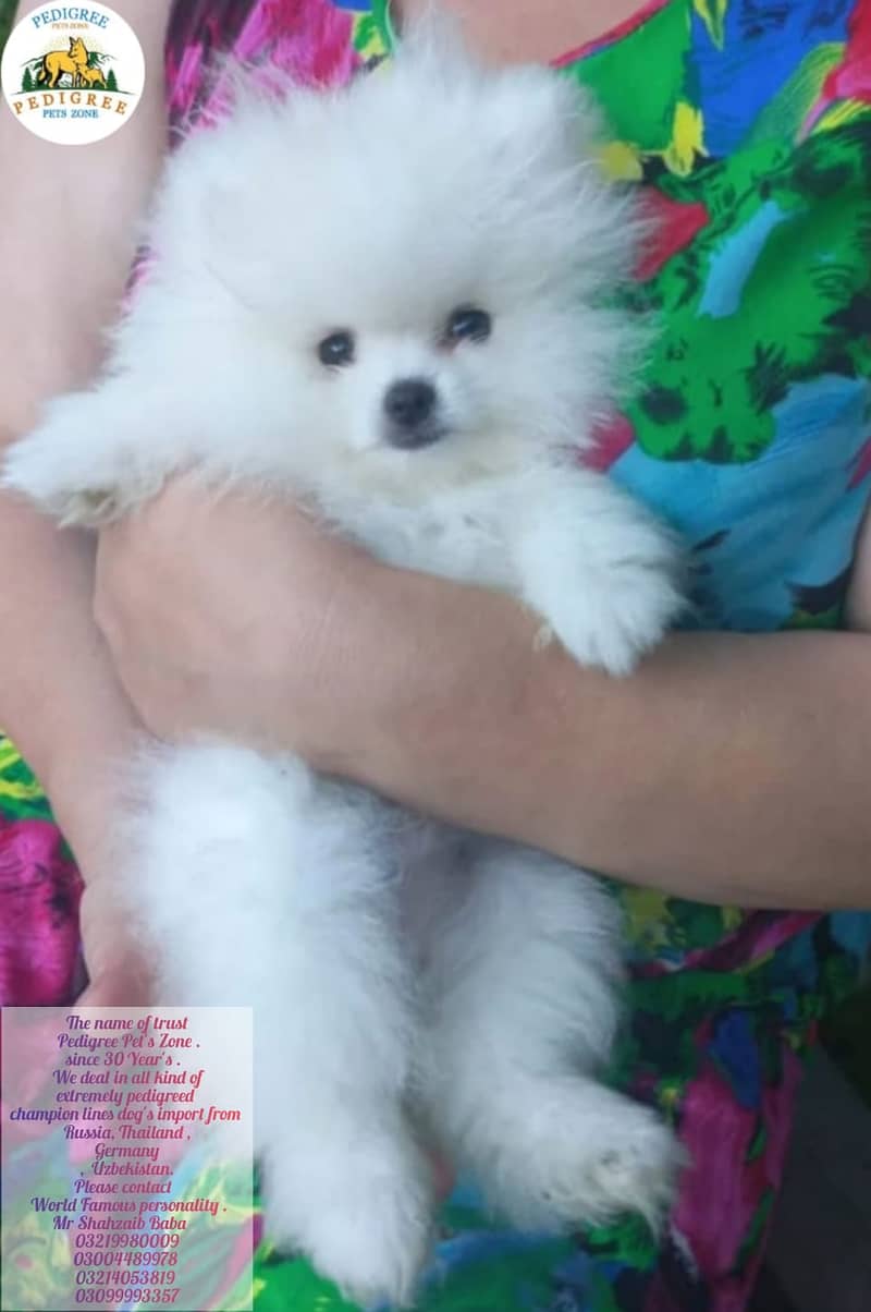 Miniature Pomeranian dogs | Gift for pets lover | Pedigree Puppies for 2