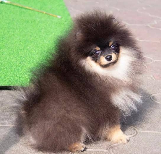 Miniature Pomeranian dogs | Gift for pets lover | Pedigree Puppies for 5