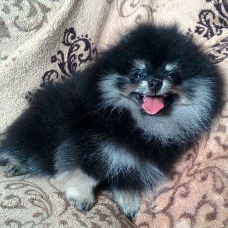 Miniature Pomeranian dogs | Gift for pets lover | Pedigree Puppies for 6