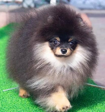 Miniature Pomeranian dogs | Gift for pets lover | Pedigree Puppies for 8