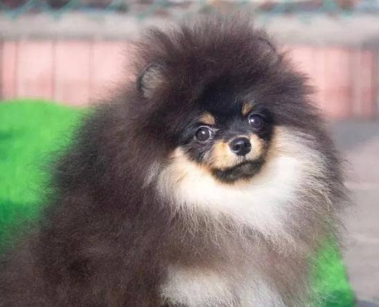 Miniature Pomeranian dogs | Gift for pets lover | Pedigree Puppies for 9