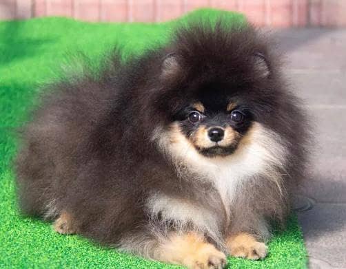 Miniature Pomeranian dogs | Gift for pets lover | Pedigree Puppies for 10