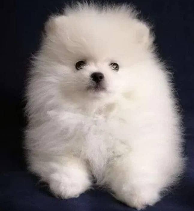 Miniature Pomeranian dogs | Gift for pets lover | Pedigree Puppies for 11