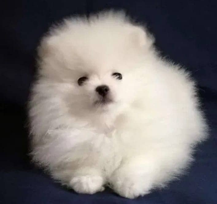 Miniature Pomeranian dogs | Gift for pets lover | Pedigree Puppies for 12
