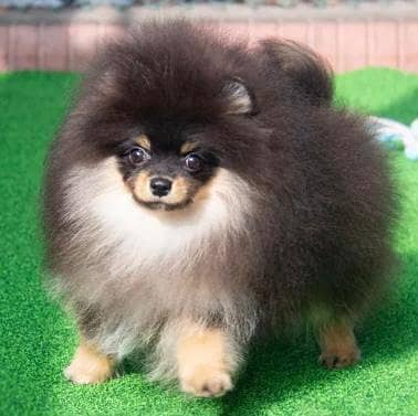 Miniature Pomeranian dogs | Gift for pets lover | Pedigree Puppies for 13