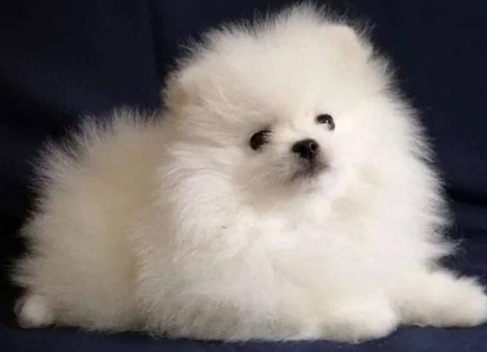 Miniature Pomeranian dogs | Gift for pets lover | Pedigree Puppies for 14