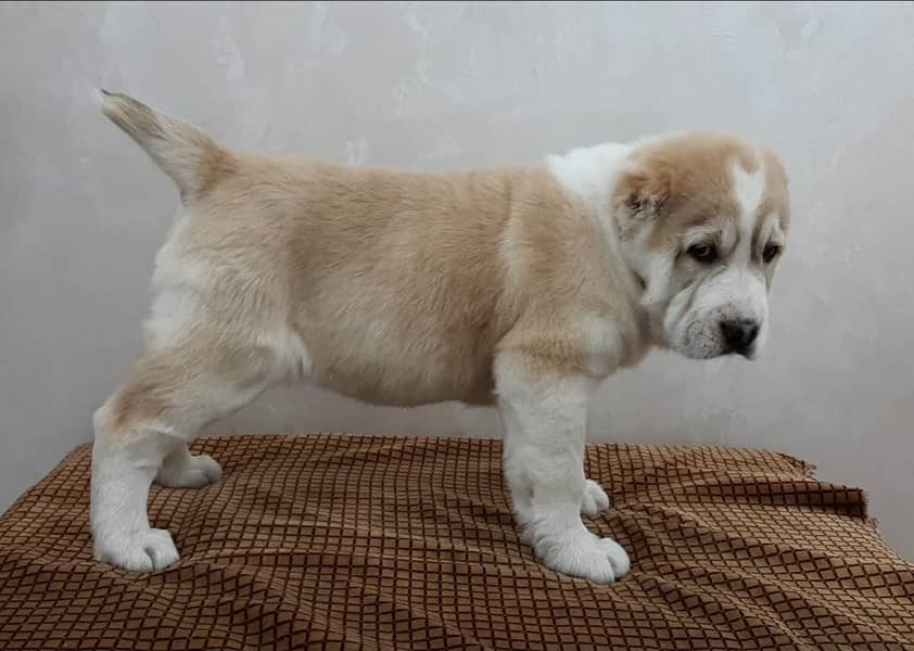 Alabai pup | Puppies | pedigree dogs | dogs for sale 16
