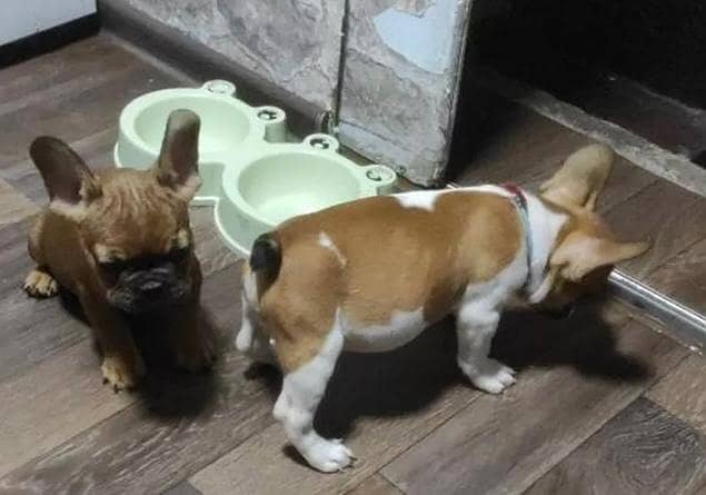 French Bulldogs |  | Puppies | pedigree dogs | dogs for sale 14
