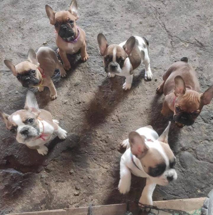 French Bulldogs |  | Puppies | pedigree dogs | dogs for sale 17