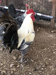 Fertile Eggs - Misri | Fayoumi | Egyptian (Male Cock Also for sale)
