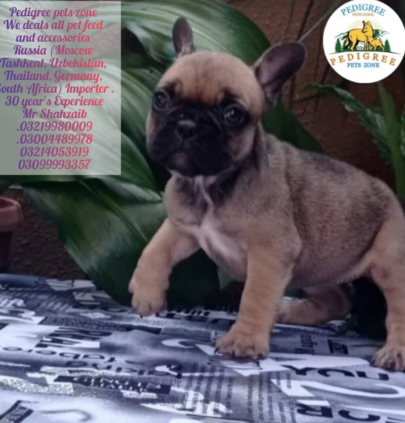 French Bulldogs |  | Puppies | pedigree dogs | dogs for sale 1