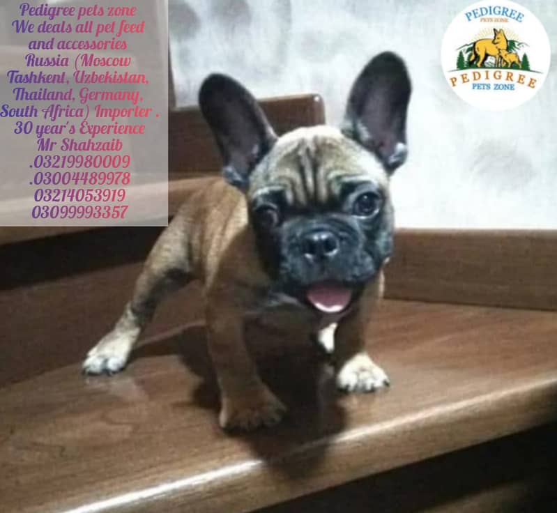French Bulldogs |  | Puppies | pedigree dogs | dogs for sale 3
