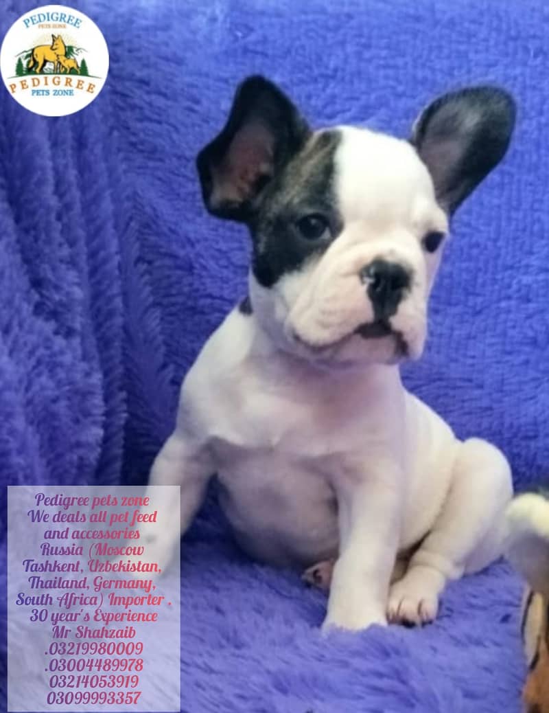 French Bulldogs |  | Puppies | pedigree dogs | dogs for sale 4