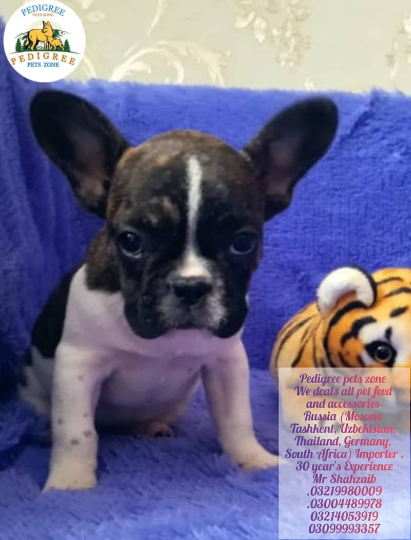 French Bulldogs |  | Puppies | pedigree dogs | dogs for sale 5