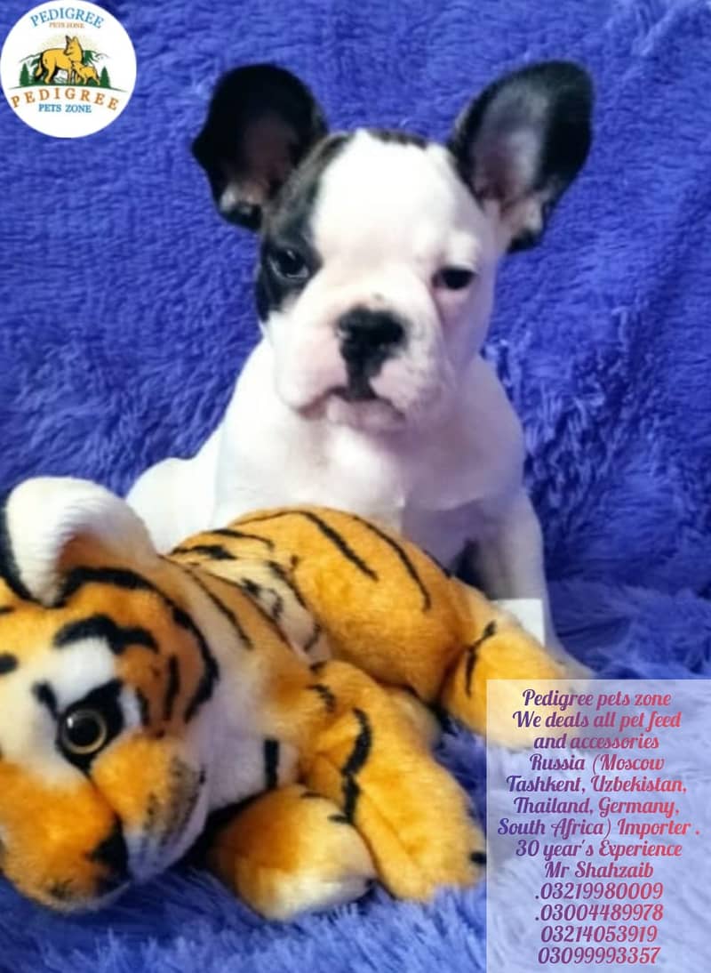 French Bulldogs |  | Puppies | pedigree dogs | dogs for sale 6