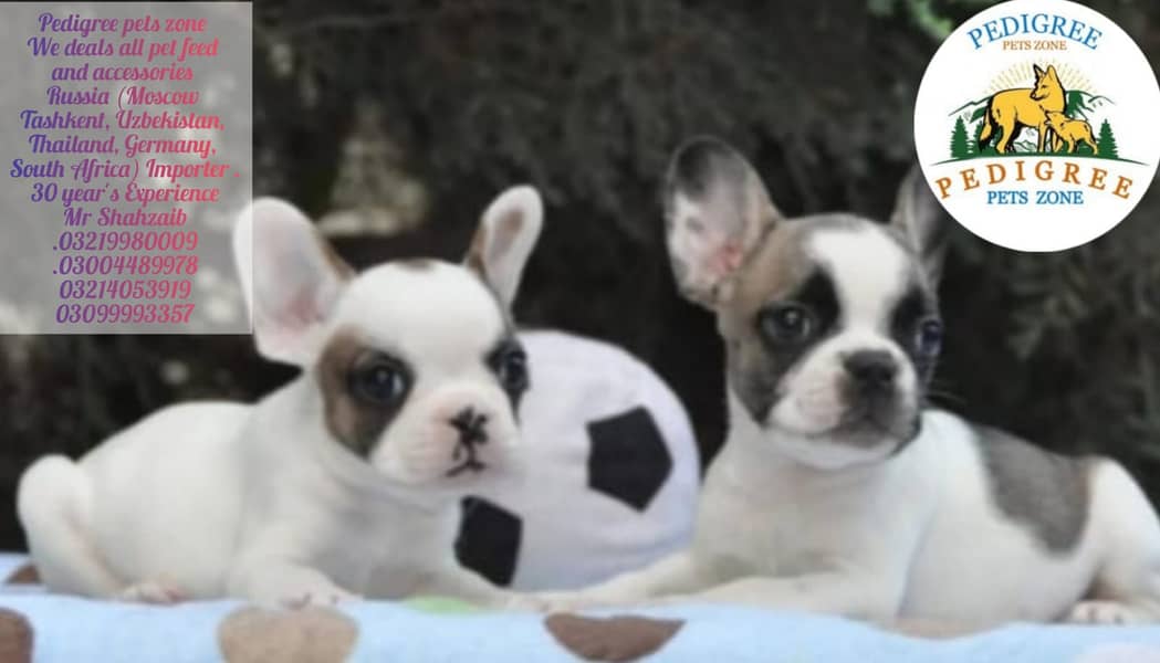 French Bulldogs |  | Puppies | pedigree dogs | dogs for sale 7