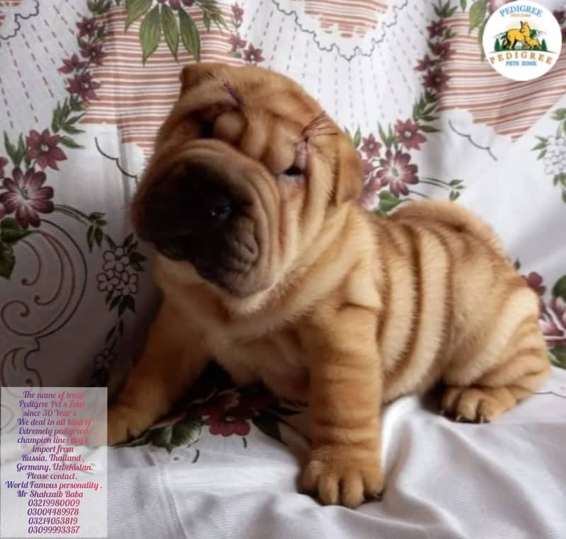 Sher Pei Dogs |  Puppies | pedigree dogs | dogs for sale 2