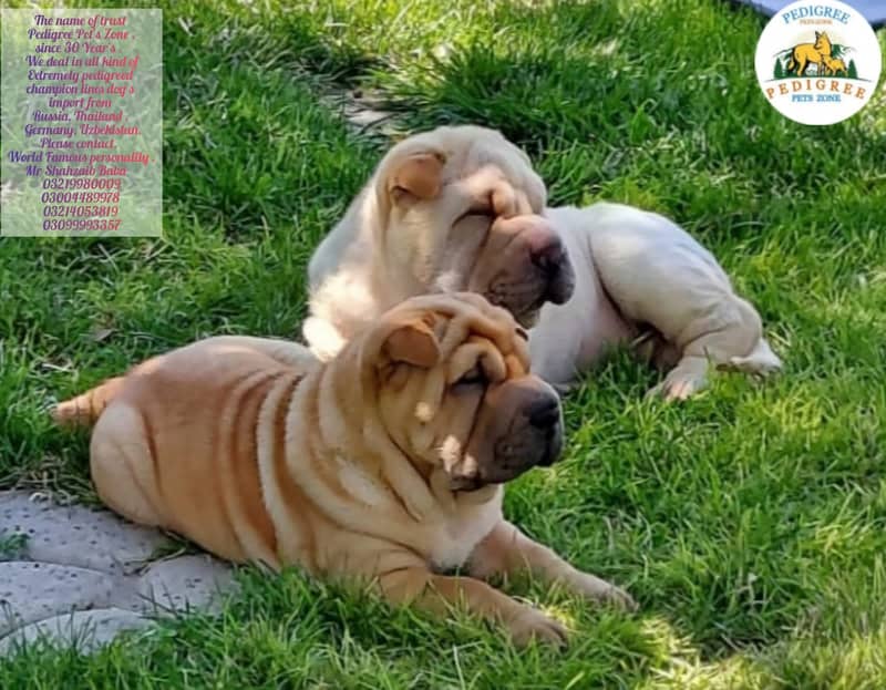 Sher Pei Dogs |  Puppies | pedigree dogs | dogs for sale 12