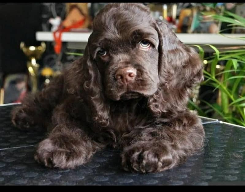American cocats dog | | Puppies | pedigree dogs | dogs for sale 6