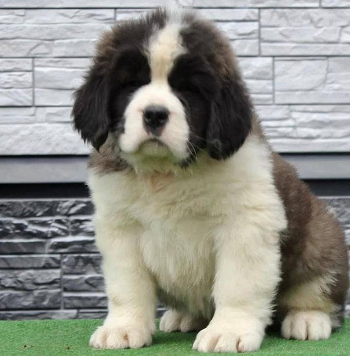 ST Bernard dog | | Puppies | pedigree dogs | dogs for sale 18
