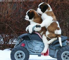 ST Bernard dog | | Puppies | pedigree dogs | dogs for sale