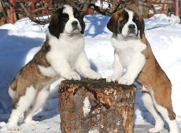 ST Bernard dog | | Puppies | pedigree dogs | dogs for sale 1