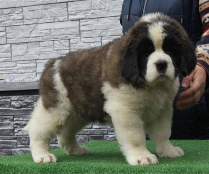 ST Bernard dog | | Puppies | pedigree dogs | dogs for sale 3