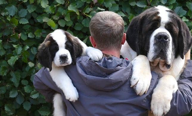 ST Bernard dog | | Puppies | pedigree dogs | dogs for sale 6