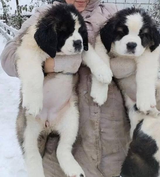 ST Bernard dog | | Puppies | pedigree dogs | dogs for sale 7