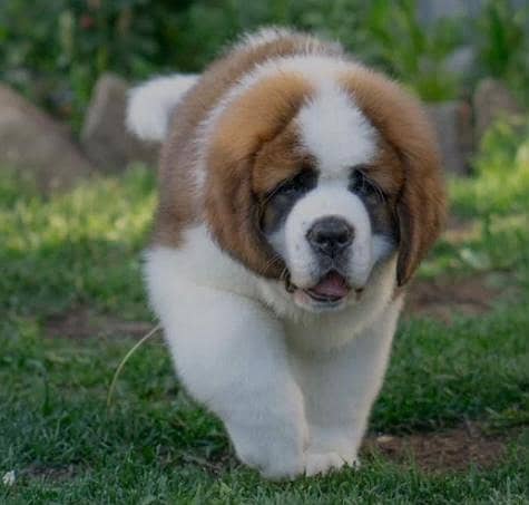 ST Bernard dog | | Puppies | pedigree dogs | dogs for sale 13