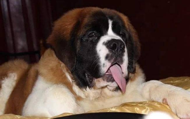 ST Bernard dog | | Puppies | pedigree dogs | dogs for sale 14