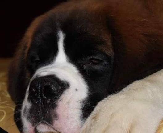 ST Bernard dog | | Puppies | pedigree dogs | dogs for sale 17