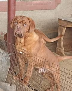 French mastif | pedigree dogs | dogs for sale