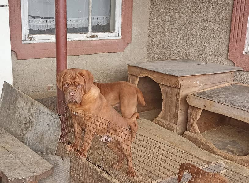 French mastif | pedigree dogs | dogs for sale 4