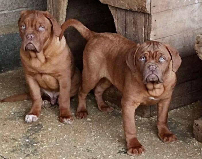 French mastif | pedigree dogs | dogs for sale 6
