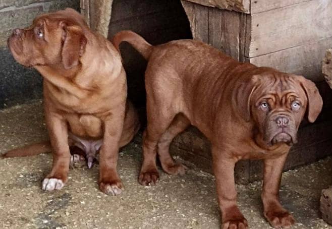 French mastif | pedigree dogs | dogs for sale 8