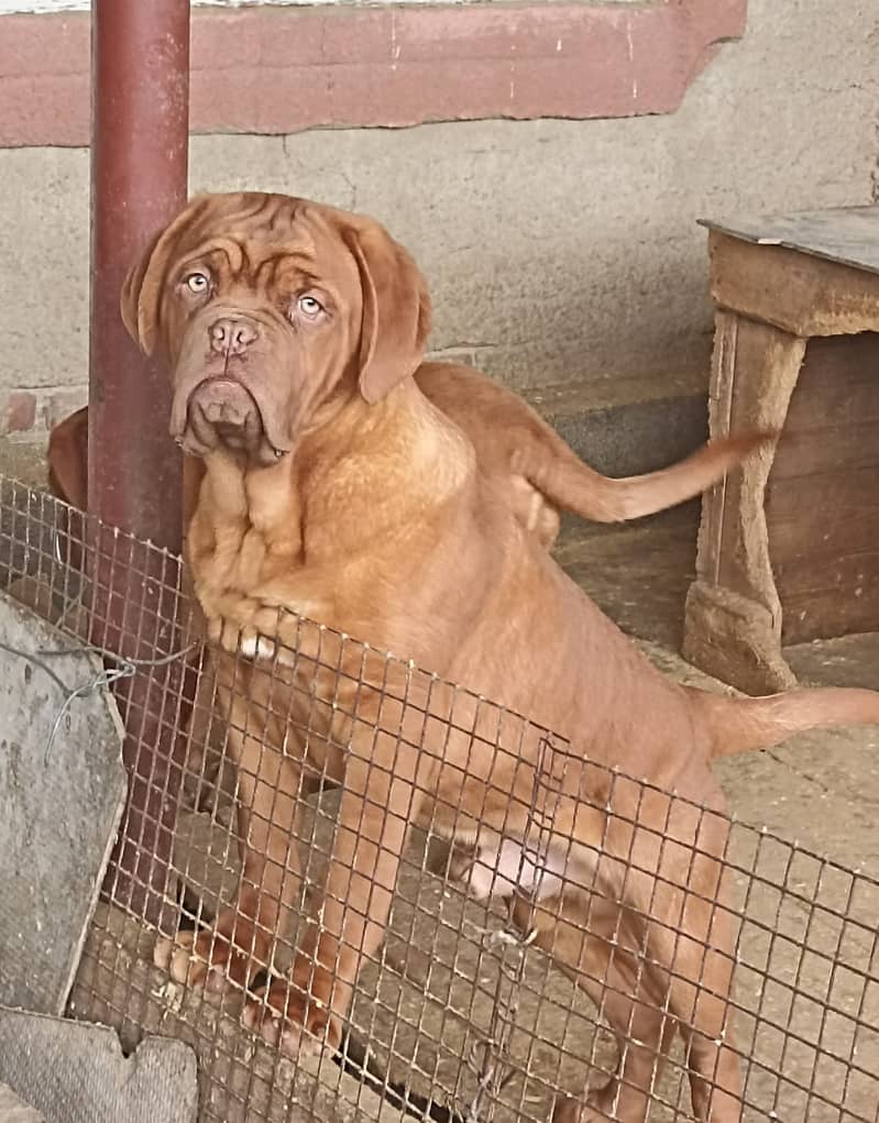 French mastif | pedigree dogs | dogs for sale 10
