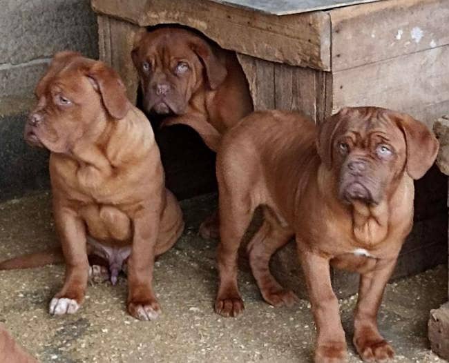 French mastif | pedigree dogs | dogs for sale 14