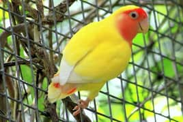 Exchange Common Lutino & Voilet Females with Adult Male Love Bird