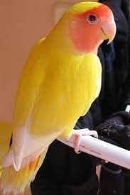 Exchange Common Lutino Female with Adult Male Love Bird 1