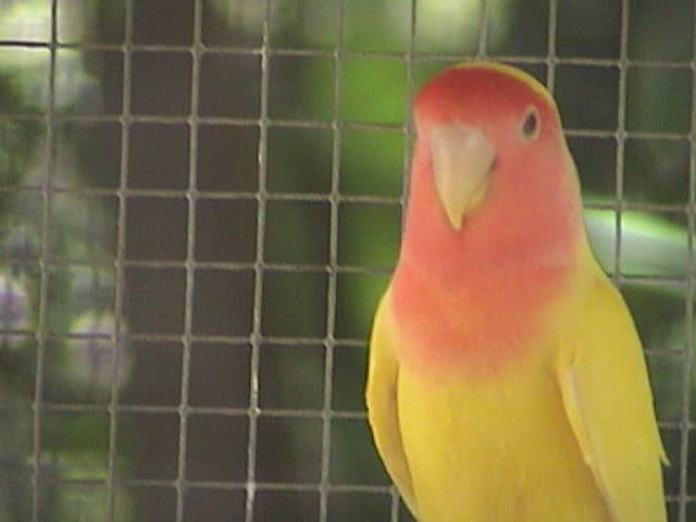 Exchange Common Lutino Female with Adult Male Love Bird 2