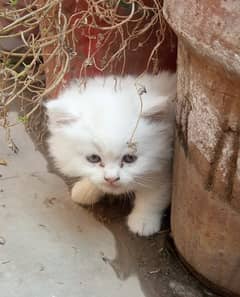White Persian kitten Male  | Grey female Persian cat | 03008003560