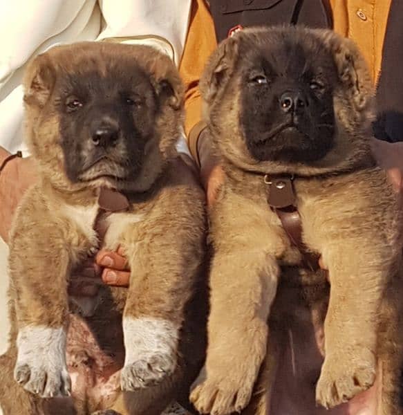 King kurdish kangaal pair pure breed security dog 2months for sale 1