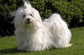 long-haired-white-havanese-dogs. Mail and Female