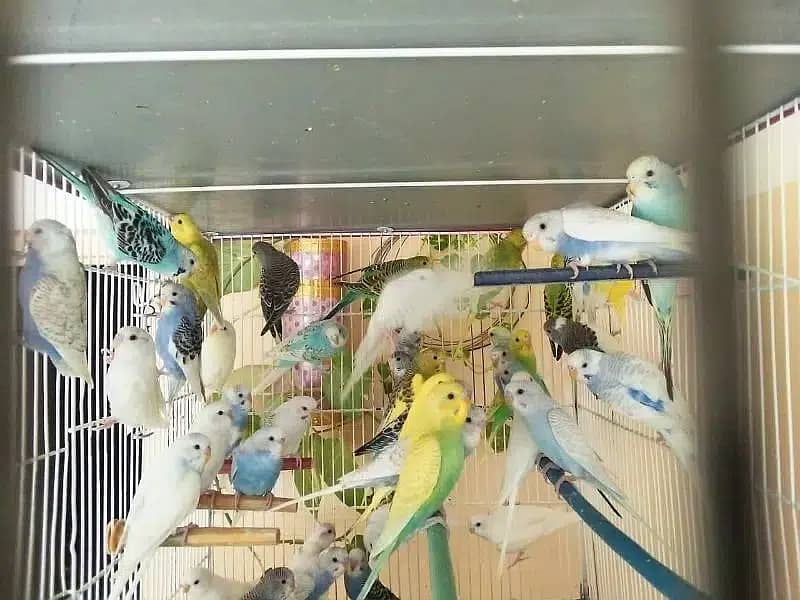 Australian parrots breeder pairs with eggs and chicks | adult pairs 8