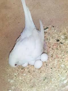 Australian parrots breeder pairs with eggs and chicks | adult pairs