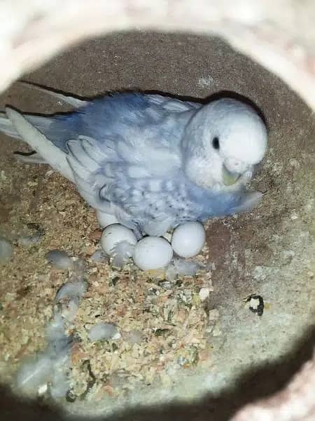 Australian parrots breeder pairs with eggs and chicks | adult pairs 6
