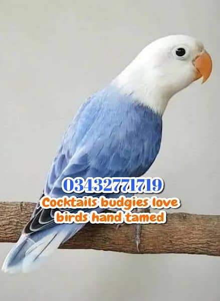 Color Love birds Cocktails budgies ringneck raw 0343-27717-19 8