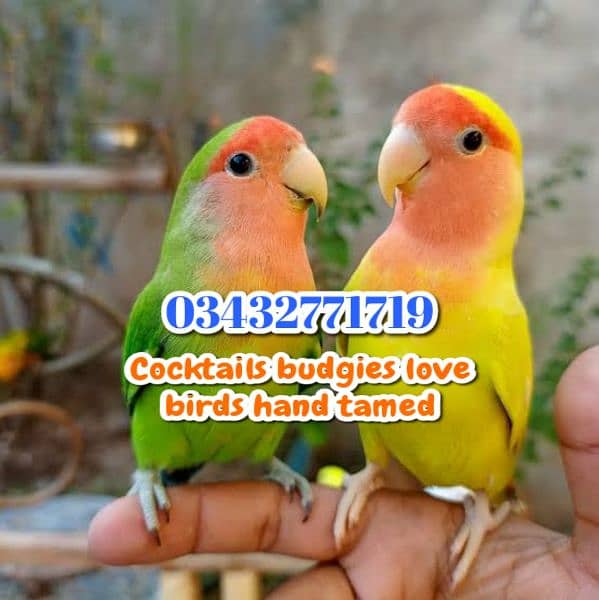 Color Love birds Cocktails budgies ringneck raw 0343-27717-19 4